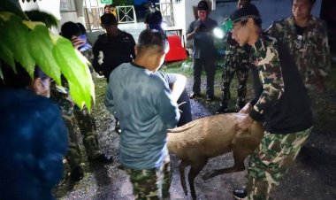 จนท.ช่วยทำบาดแผลเนื้อทรายบาดเจ็บวิ่งหนีตายก่อนหมดแรงนอนมอบใต้พุ่มไม้