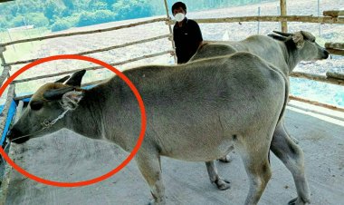 ป้าเครียด!!เจ้าทอง"ควายซื้อมาคืนเดียว  รุ่งเช้าควายตื่นไม่คุ้นที่  วิ่งเตลิด หนีหาย