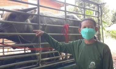 ป้าหายเครียด!ปูพรมตามหาควาย"เจ้าทอง"วิ่งหนีเตลิดพบแล้วอยู่ป่าอ้อย