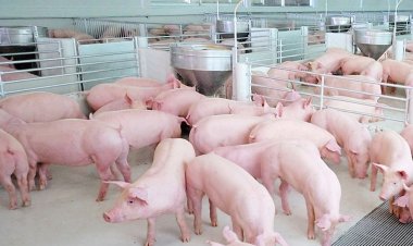 ซีพีเอฟ ยกระดับสวัสดิภาพสัตว์ เลี้ยงหมู-ไก่ด้วยโปรไบโอติกส์ สร้างภูมิจากภายในไม่ใช้ยาปฏิชีวนะเร่งโต ส่งผลดีต่อสุขภาพคน-สัตว์-สิ่งแวดล้อม