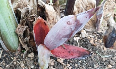 เจ้าของสวนทึ่ง เห็นหัวปลีกล้วย โผล่จากดินรอบต้นแม่ 3 หัว ต้นอื่นก็มี คาดตานีให้โชค