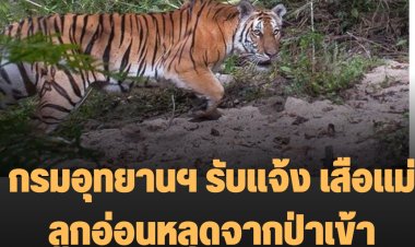 กรมอุทยานฯ รับแจ้ง เสือแม่ลูกอ่อนหลุดจากป่าเข้าหมู่บ้านบริเวณไร่อ้อย