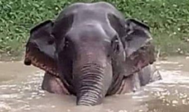 ระทึก!เจ้าละมุดช้างป่าสีดออุทยานฯทับลานไม่กลัวประทัดวิ่งไล่เจ้าหน้าที่