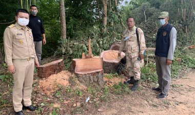 พ่อเมืองอำนาจเจริญ ส่งชุดเคลื่อนที่เร็ว  จับกุมมอดไม้ เดินสายตัดไม้ยางนาในที่สาธารณประโยชน์ในพื้นที่อำเภอเมือง