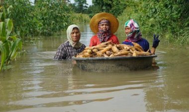 ฝนถล่ม 3 วันต่อเนื่องเจ้าของไร่ข้าวโพด จ้างคนลอยคอในน้ำหักข้าวโพดหนีน้ำท่วม   ลึกเมตรกว่า1เมตร