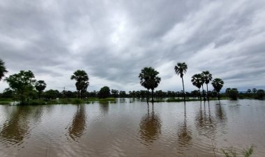 พิษมู่หลาน น้ำป่าเขาใหญ่ไหลบ่าเข้าท่วมต้องกางเต้นท์นอนริมถนน   หมู่บ้านถูกตัดขาด    รีสอร์มกลางดงตาลจมใต้น้ำ