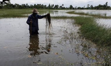 ชาวนาห้วยแถลงเดือดร้อนหนักมวลน้ำลำมาศล้นตลิ่งท่วมนาข้าวนานนับเดือนเน่าเสียหาย