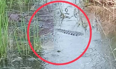 สาวผวาจระเข้ลอยคออยู่ในนาข้าว