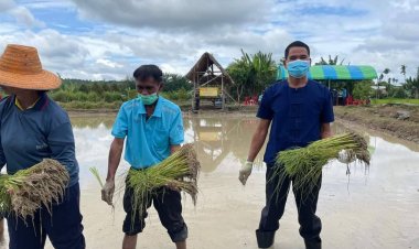 อำเภอภูสิงห์ เปิดศูนย์ผู้นำจิตอาสาพัฒนาชุมชน สร้างการเรียนรู้ ในการปลูกข้าวต้นเดียว เพื่อลดต้นทุนการผลิต