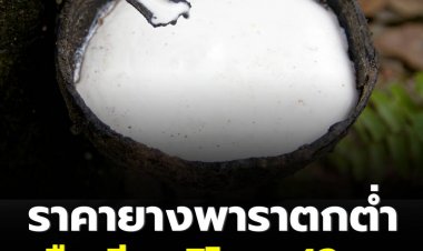 เกษตรกรโวยนักการเมืองดีแต่พูด ราคายางพาราตกต่ำต่อเนื่องเวลา 2 เดือน จากราคา กว่า 70 บาท เหลือ 42 บาท