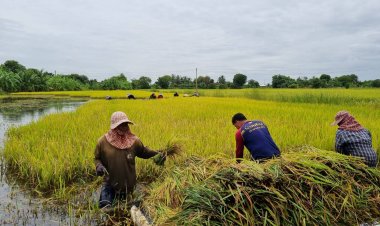 ชาวนาปราจีนฯระทมน้ำเอ่อท่วมนาข้าวต้องลงแขกล่องเรือช่วยกันเก็บเกี่ยวข้าวหนีน้ำ