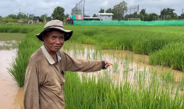 ชาวนาขอนแก่นเศร้า!หอยเชอรี่เริ่มระบาดลงนาข้าวเสียหายแล้วนับ 10 ไร่