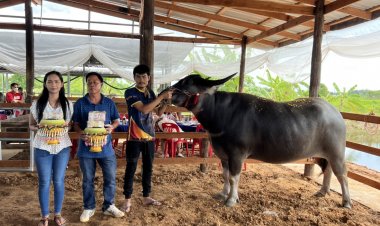 ฮือฮา!เสี่ยห้วยแถลงขนสินสอด 3.2 ล้านสู่ขอ"แม่พิมพ์ญาดา" ควายไทยเพศเมียสวยงาม