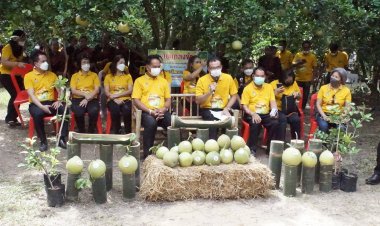 ศรีสะเกษเตรียมจัดงานเทศกาลส้มโอตาโกนและของดีอำเภอเมืองจันทร์