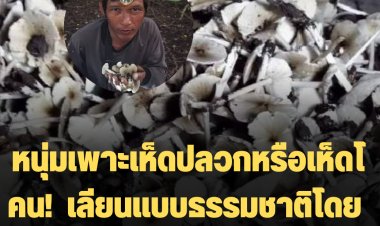 ทำมาหากิน! หนุ่มเพาะเห็ดปลวกหรือเห็ดโคน!  เลียนแบบธรรมชาติโดยนำเชื้อมาจากในป่า  ฝนนี้เก็บขายได้แล้วขายดิบขายดีราคาขาย   กก.ละ80-100 บาท (มีคลิป)