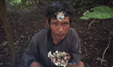 หนุ่มปราจีนบุรีเพาะเห็ดปลวกเลียนแบบธรรมชาติ ขายดีกก.ละ 100 สรรพคุณสุดยอด