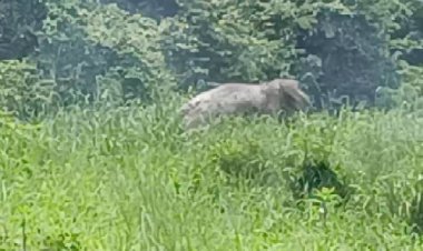 "สีดอละมุด"ช้างป่าทับลานโกรธจัดถูกผลักดันกลับป่าวิ่งไล่จนท.หนีตายจ้าละหวั่น