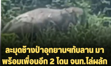 มาแล้วเจ้าละมุดช้างป่าสุดจ๊าบ! สีดอละมุดช้างป่าอุทยานฯทับลาน มาพร้อมเพื่อนอีก 2 โดน จนท.ไล่ผลักดัน ไม่หนีฮึดสู้ จนท.วิ่งหนีป่าราบ!