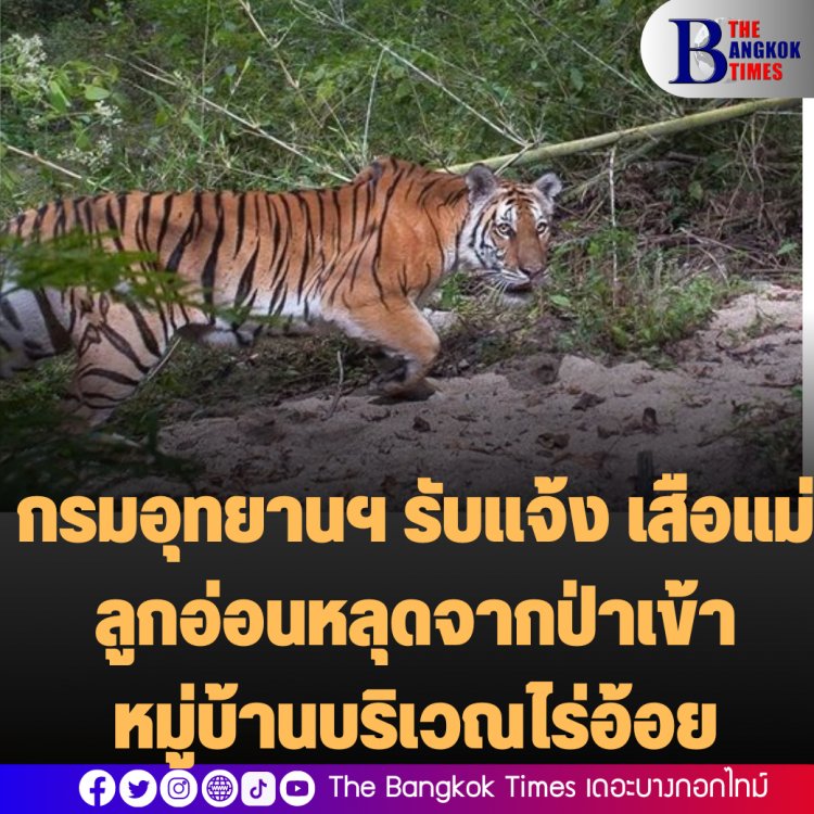 กรมอุทยานฯ รับแจ้ง เสือแม่ลูกอ่อนหลุดจากป่าเข้าหมู่บ้านบริเวณไร่อ้อย