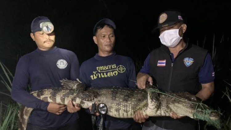 จับได้แล้ว “ไอ้เข้” น้ำจืดขนาดใหญ่ยาว 3 เมตร เศษ ลอยคอ –ขึ้นอาบแดด ในนาข้าว