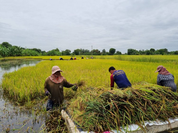 ชาวนาปราจีนฯระทมน้ำเอ่อท่วมนาข้าวต้องลงแขกล่องเรือช่วยกันเก็บเกี่ยวข้าวหนีน้ำ