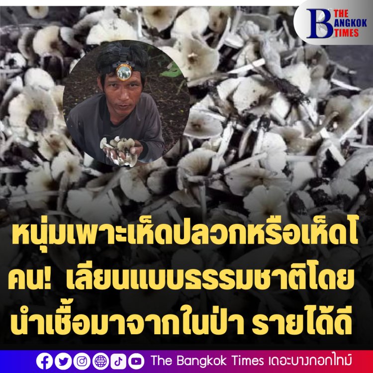 ทำมาหากิน! หนุ่มเพาะเห็ดปลวกหรือเห็ดโคน! เลียนแบบธรรมชาติโดยนำเชื้อมาจากในป่า ฝนนี้เก็บขายได้แล้วขายดิบขายดีราคาขาย กก.ละ80-100 บาท (มีคลิป)