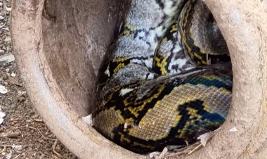 ผงะ!จับงูหลามน้ำหนัก30กก.ยาว3เมตรกินไก่ชนเงินหมื่นพ่อพันธ์-แม่พันธุ์คาเล้า