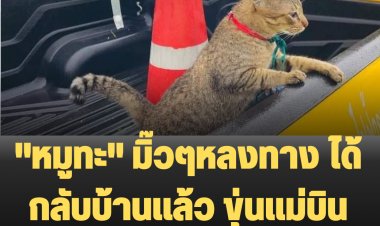 "หมูทะ" มิ๊วมิ๊วหลงมากรุงเทพฯ เจ้าของบินลัดฟ้าจากหาดใหญ่มารับกลับบ้าน  ชาวเน็ตแห่ยินดี