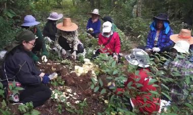 ชาวนาดีร่วมแรงร่วมใจขุดกลอยทำบุญกลอยตามประเพณีแห่งเดียวเมืองปราจีนบุรี