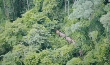 บันทึกภาพประวัติศาสตร์ภารกิจพาช้างป่านับร้อยกลับทับลานที่โคราช (ชมคลิป)