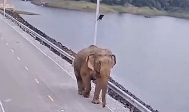 ชัยภูมิสีสันพี่ช้างป่าออกมาเดินตรวจสภาพน้ำบนสันเขื่อนจุฬาภรณ์