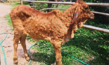 เทศบาลตำบลหนองใหญ่ระดมฉีดพ่นหมอกควัน ป้องกันโรค ลัมปี สกินระบาดในโค กระบือ