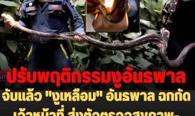 จับแล้ว "งูเหลือม" อันธพาล ฉกกัดเจ้าหน้าที่ ส่งตัวตรวจสุขภาพ-ปรับพฤติกรรม
