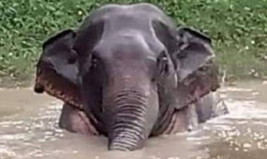 ระวังภัย!"สีดอละมุด"ช้างป่าอุทยานฯทับลานยังป่วนชาวบ้านเมืองปราจีนฯไม่เลิก