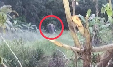 ชาวนาดีผวายกหมู่บ้าน!ช้างป่าทับลานสีดอละมุด ยังออกอาละวาดหนักทั้งกลางวันและกลางคืน