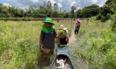 เกษตรกรลุยน้ำเก็บผลผลิตหลังปริมาณแม่น้ำพองเอ่อท่วมพื้นที่เพาะปลูกขยายวงกว้าง