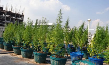 เกษตรกรปราจีนฯเฮลั่น!ส่งใบกัญชาขายรพ.เจ้าพระยาอภัยภูเบศร ราคากก.ละ 6,000 บาท