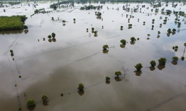 ฝนตกหนักไหลสมทบน้ำมูลทะลักท่วมนาข้าวในอำเภอเมืองยางรอบ2พังนับหมื่นไร่
