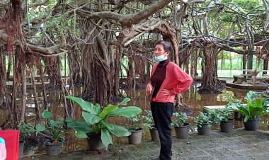 มวลน้ำก้อนใหญ่ไหลสมทบน้ำมูลเพิ่มสูงต่อเนื่องทะลักท่วมอุทยานไทรงามเมืองพิมาย