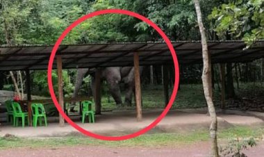 ช้าง"สีดอละมุด"ป่วนไม่เลิกบุกทำลายข้าวของชาวบ้านอำเภอนาดีต่อเนื่อง