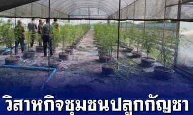 วิสาหกิจชุมชนปลูกกัญชา กว่า 100 แห่ง ถูกลอยแพเป็นอาชีพเถื่อน วอนรัฐแก้ไข