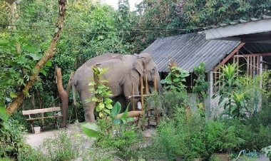 มติชาวบ้านนาดีขับช้างป่าทับลาน"สีดอละมุด"พ้นหมู่บ้านภายใน 7 วัน