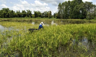 ดีกว่าปล่อยข้าวจมน้ำเน่าเสีย!ชาวนาโคราชเร่งเกี่ยวใส่เรือท้องแบนหนีน้ำ