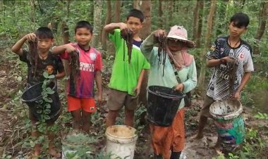 ชาวบ้านศรีสะเกษพลิกวิกฤติน้ำท่วมจับไส้เดือนหนีน้ำท่วมขึ้นบกขายหารายได้ซื้อปุ๋ยใส่นาข้าว