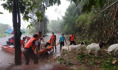 น้ำท่วมคอกแพะที่อำเภออำเภอกันทรารมย์ หลายหน่วยงานช่วยขนย้ายหนีน้ำแล้ว