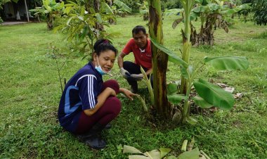 ก่อนวันหวยออกหน่อกล้วยแปลกออกปลี 2 ต้นคู่   ตรงบ้านเลขที่ไม่แคล้วนำไปเสี่ยงดวงยุคเศรษฐกิจตกนี้