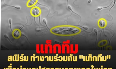 สเปิร์ม ทำงานร่วมกัน" แท็กทีม" เพื่อผ่านอุปสรรคของเหลวในช่องคลอด เหมือนกลุ่มนักปั่นจักรยาน