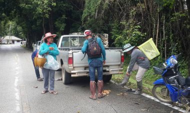 ชาวอุทัยธานีขับจยย.หลายร้อยคันแห้เก็บเห็ดโคนป่าขายกก.ละ500-600บาทช่วงเทศกาลกินเจ