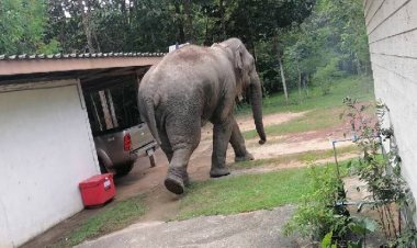 ชาวนาดีผวาช้างป่าทับลานตัวเก่าไปตัวใหม่มาอีกเป็นโขลงแถมตัวใหญ่กว่าเดิม