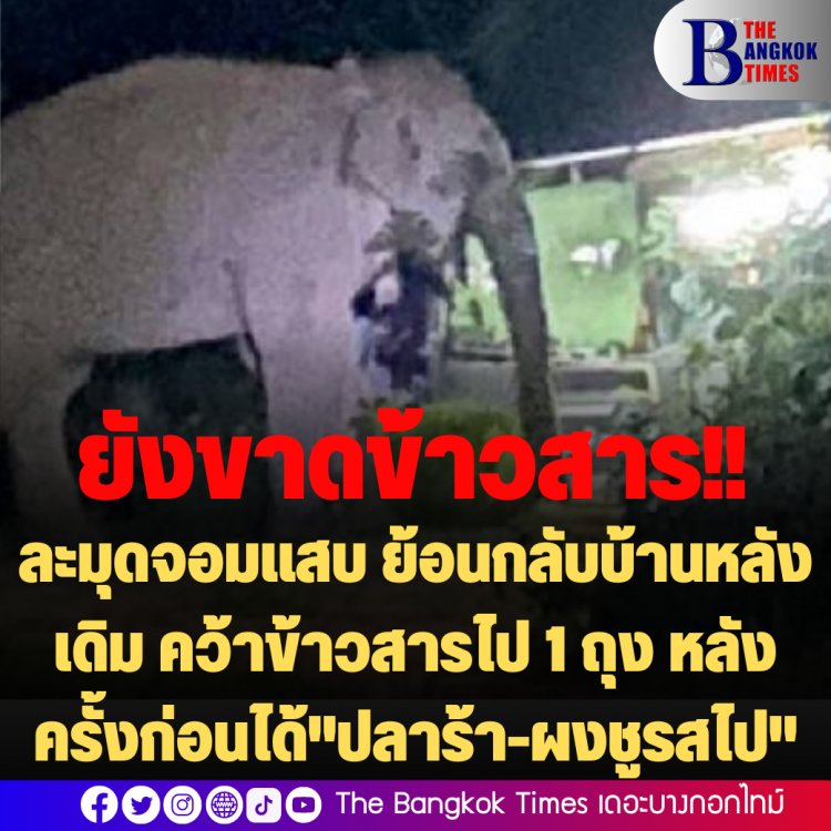 ยังขาดข้าวสาร!! สีดอละมุดช้างป่าจอมแสบ หวนกลับมาบ้านหลังเดิมอีกรอบ คว้าข้าวสารหนีไป 1 ถุง หลังครั้งก่อนได้ "ปลาร้า-ผงชูรสไป" (คลิป)